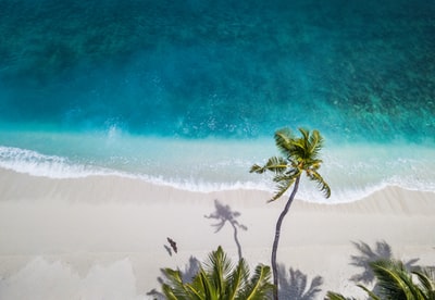 海岸绿棕榈白天的航空自然摄影